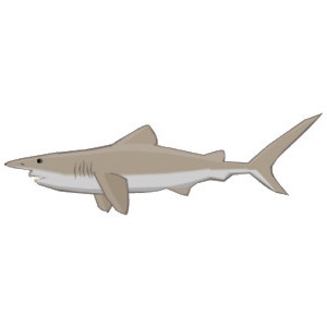 Goblin Shark